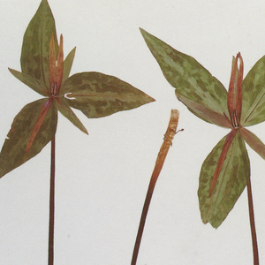 裸体HK416被❌到爽
